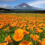 【デートスポット✨】山中湖花の都公園