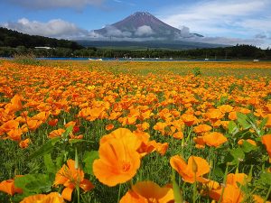 【デートスポット✨】山中湖花の都公園