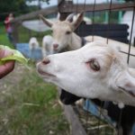 【動物好きカップルさん必見✨】動物エサやりスポット《5選!》