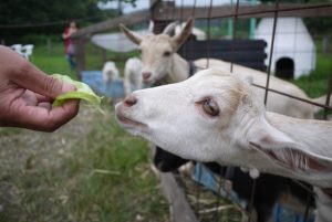 【動物好きカップルさん必見✨】動物エサやりスポット《5選!》