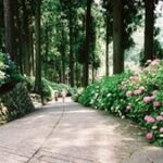 【富士川町×🌸】徳栄山 妙法寺